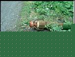 Click image for larger version

Name:	attacco per strascico in azione.jpg
Views:	10951
Size:	39,9 KB
ID:	1058300