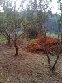 Click image for larger version

Name:	IMG_0450.jpg
Views:	410
Size:	81,2 KB
ID:	1077169