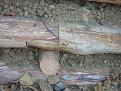 Click image for larger version

Name:	piccola palificata contenimento scarpata stradale2.JPG
Views:	14326
Size:	354,1 KB
ID:	1077531