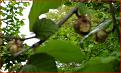 Click image for larger version

Name:	Eriofide II.JPG
Views:	840
Size:	73,7 KB
ID:	1078583