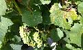 Click image for larger version

Name:	20110803_005_piccola.jpg
Views:	3059
Size:	495,7 KB
ID:	1079123