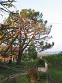 Click image for larger version

Name:	PINUS PINEA DOPO COPY (2).jpg
Views:	657
Size:	348,0 KB
ID:	1081298