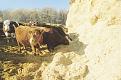 Click image for larger version

Name:	Cows_Feeding_1_LR.jpg
Views:	3120
Size:	113,8 KB
ID:	1088549
